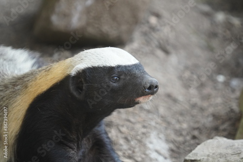 Honey badger photo