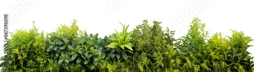 variety of green plants isolated on a transparent background