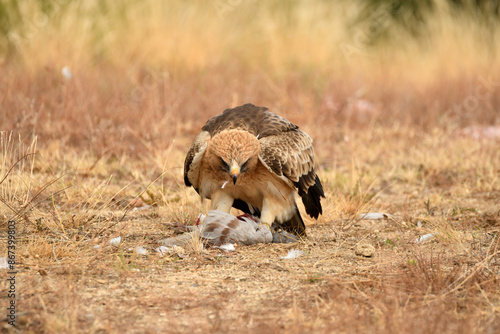 Rapaces con presas en la sierra abulense photo