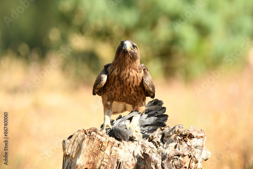 Rapaces con presas en la sierra abulense photo