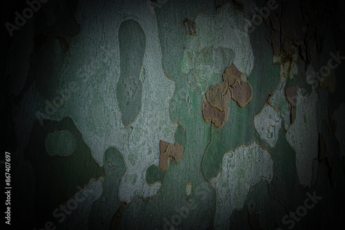 Close up of Light and Dark Green and Brown Spotted Tree Bark Grunge Texture Background. Colourful Wood Structure on Tree. Texture pattern for designers