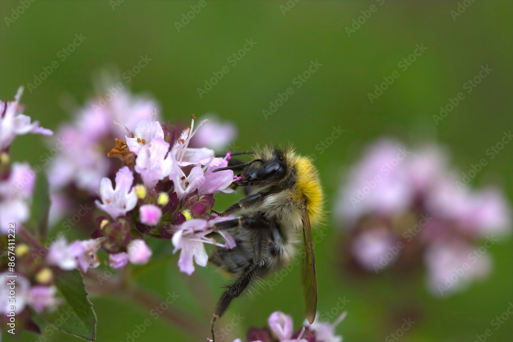 bee on a flower, bumble bee on a flower, bumblebee on a blossom, pink blossoms with insect, insect on peatals, pink petals bee on a flower, bumble bee on a flower, bumblebee on a blossom, pink blossoms with insect, insect on peatals, pink petals