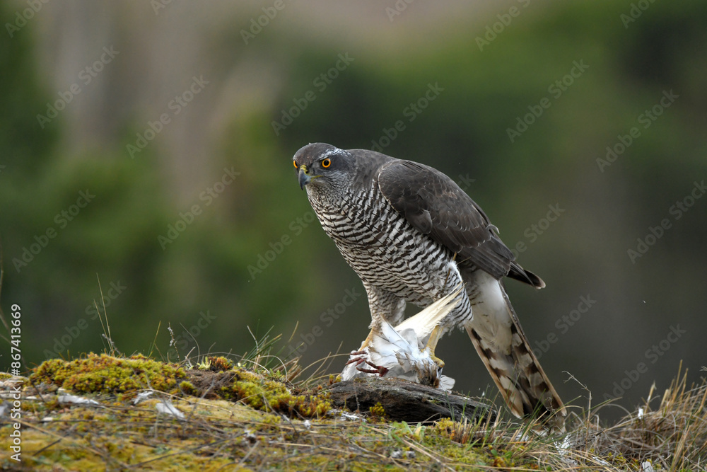 Obraz premium azor en el bosque con una presa