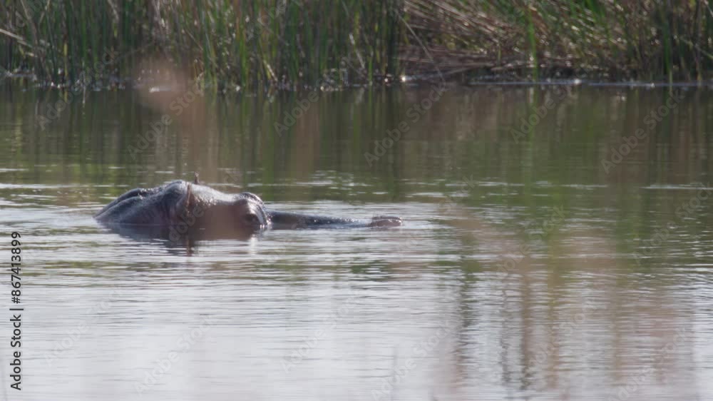 Hippopotamus Submerged in Water only Head Showing Side Profile Then it Submerges itself Hippopotamus Submerged in Water only Head Showing Side Profile Then it Submerges itself