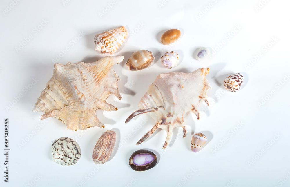 Obraz premium various sea animal shells isolated on a white background, shellfish, their interesting shapes and colors make them often used as decorations