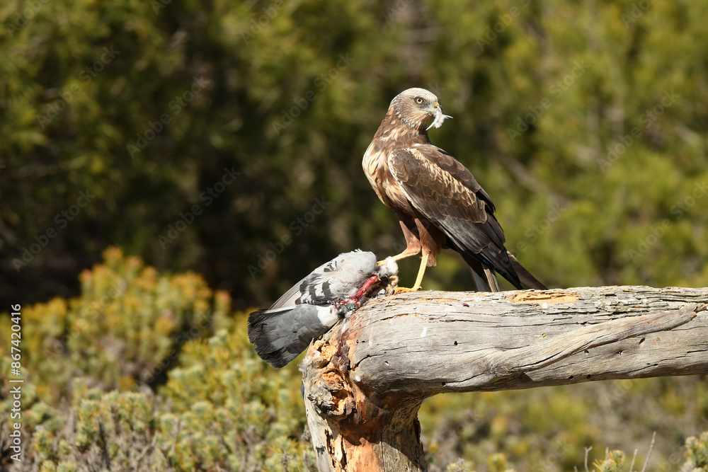 Fototapeta premium el aguila lagunero en el bosque mediterráneo