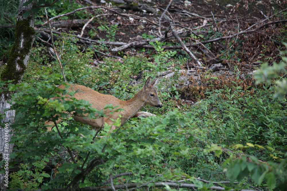 european red deer walking in the forest during dawn european red deer walking in the forest during dawn