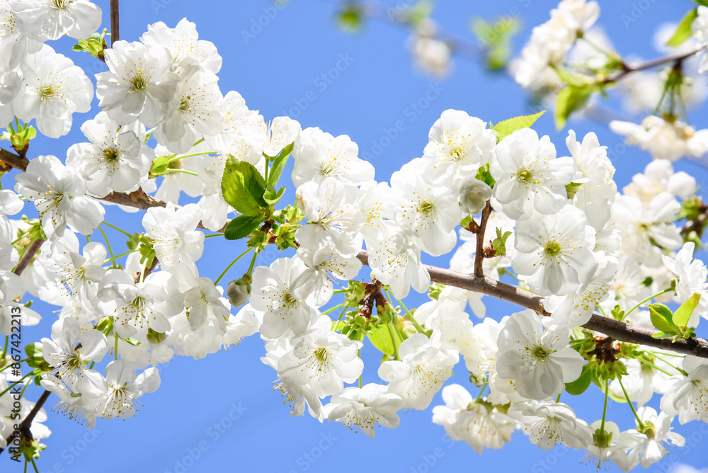 White blossoming apple tree flowers White blossoming apple tree flowers
