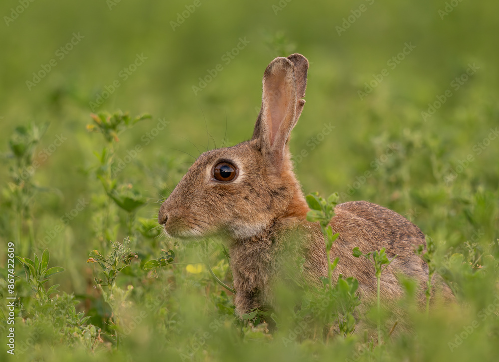 portrait rapproché d'un lapin de garenne dans un champ de luzerne portrait rapproché d'un lapin de garenne dans un champ de luzerne