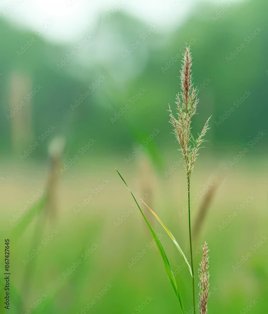 Serene Fields: Tall Blades of Wheat in Rural Landscape, High Resolution Nature Photo Serene Fields: Tall Blades of Wheat in Rural Landscape, High Resolution Nature Photo