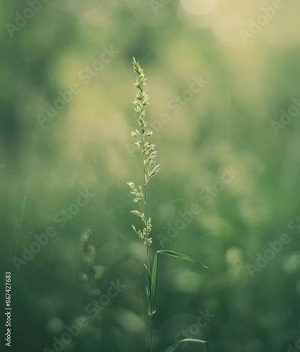  Pure Wildflower Field on a Beautiful Day