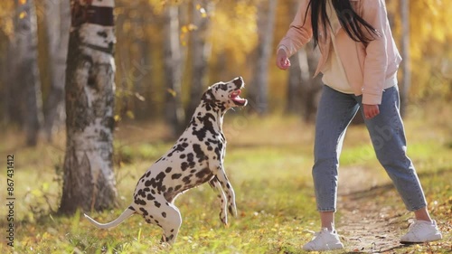 Close up dog does tricks, jumps in slow motion. Beautiful attractive girl with a Dalmatian dog pet dog in park. Young woman with dog in gold fall forest