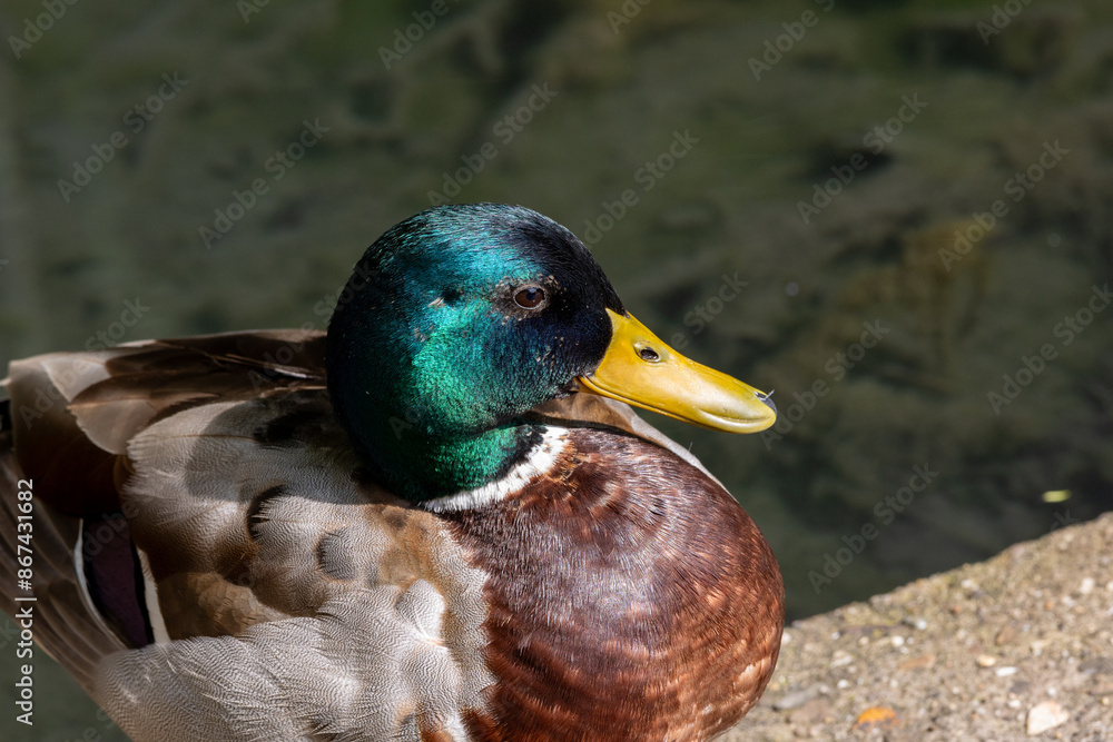 Obraz premium A duck is sitting on a ledge near a body of water