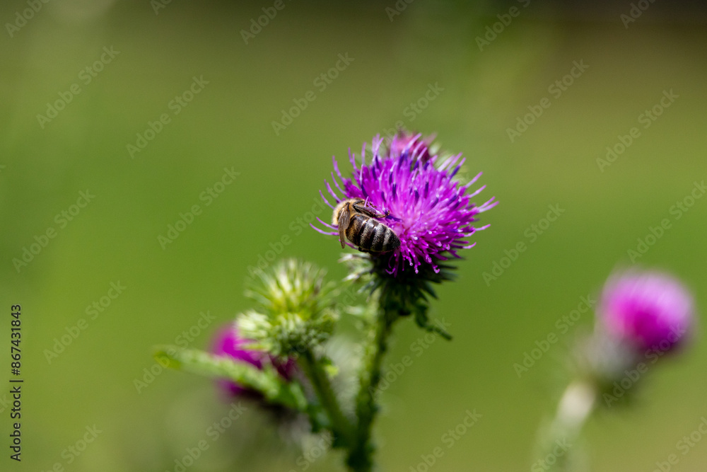 A bee is sitting on a purple flower A bee is sitting on a purple flower