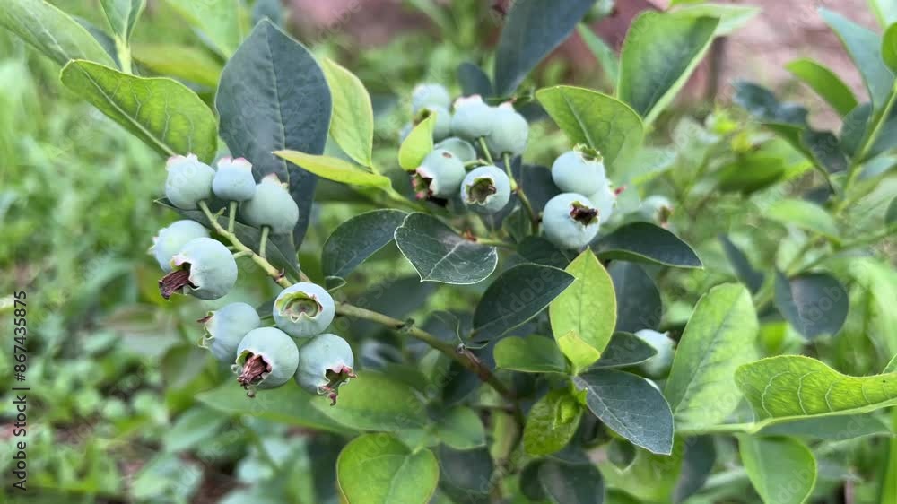 A bush with ripening still green blueberries and green leaves grows in ...