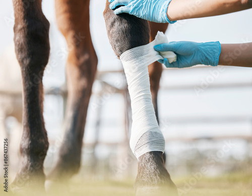 Equestrian, leg and vet wrapping horse closeup for medical treatment or recovery from racing injury. Gloves, hands and bandage on ankle of animal with professional ranch worker for rehabilitation photo