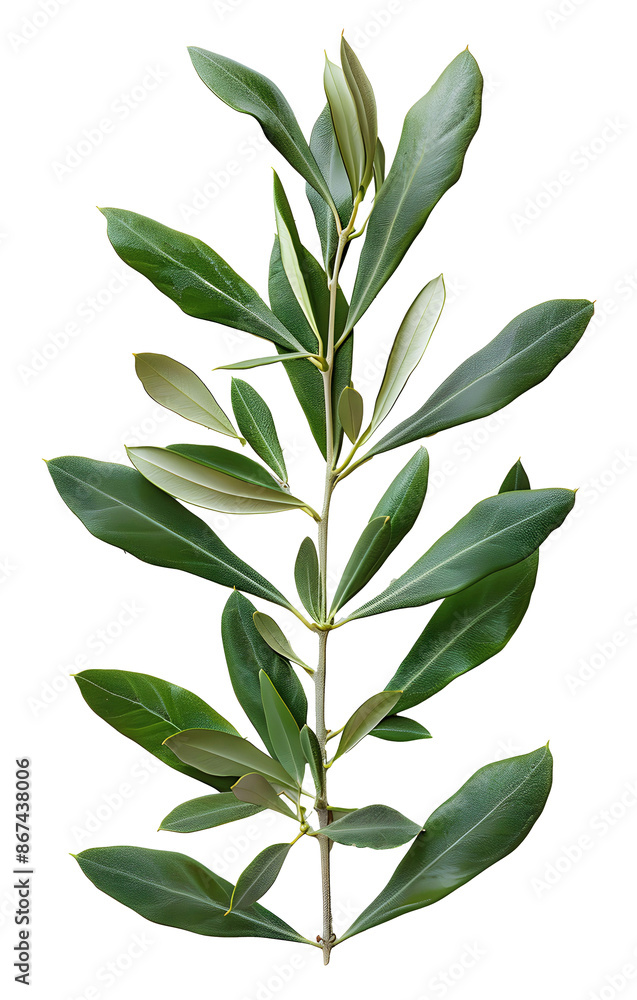 Obraz premium Olive branch on white background