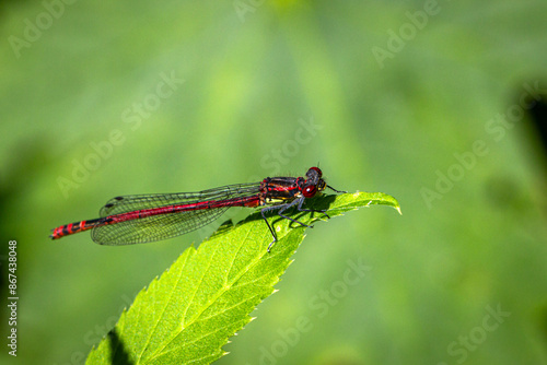 Frühe Adonislibelle (Pyrrhosoma nymphula) sitzt auf einem Blatt photo