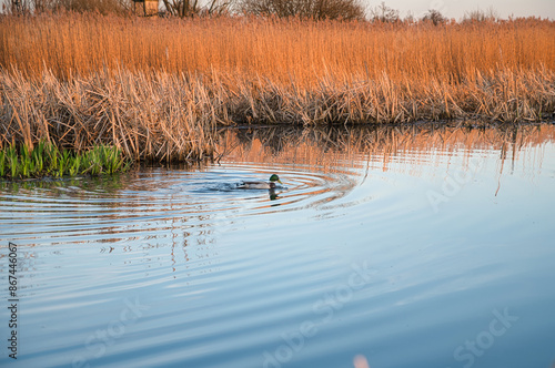 Ente auf Wasser im Brenner Moor bei Bad Oldesloe, Deutschland