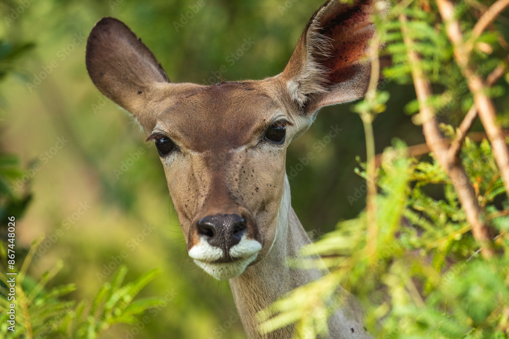 A magnificent antelope, the Kudu bull, photographed in the Kruger National Park, South Africa. A magnificent antelope, the Kudu bull, photographed in the Kruger National Park, South Africa.