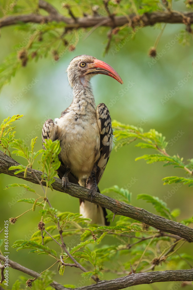 Obraz premium Northern red-billed hornbill, Tockus erythrorhynchus, Portrait Africa. High quality photo, Kruger park, 8K resolution, 