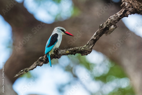Woodland Kingfisher (Halcyon senegalensis)
A medium-sized, electric-blue-backed kingfisher with a distinctive bicolored bill:  red above and black below. Sitting on the branch.