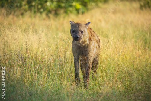 Young hyena pup, mammal behaviour. Hyena, detail portrait. Spotted hyena, Crocuta crocuta, angry animal near the water hole, beautiful evening sunset and cub. Animal pup nature