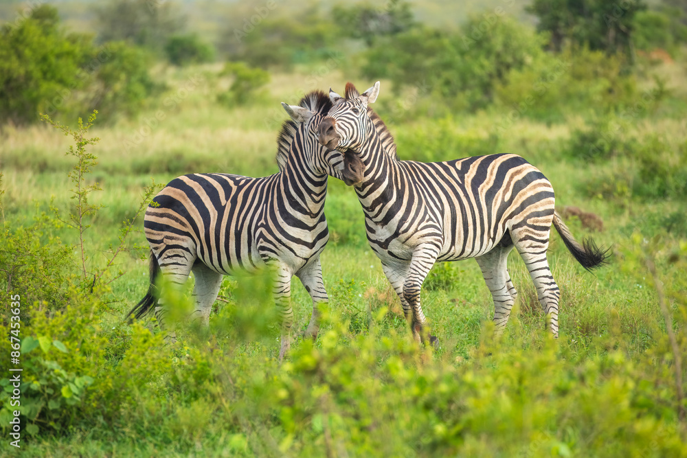 Two Burchells Zebra fighting (Equus burchelli) and standing in savanna, Kruger National Park, South Africa Two Burchells Zebra fighting (Equus burchelli) and standing in savanna, Kruger National Park, South Africa