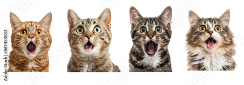 Four Surprised Cats with Mouths Open in Shock  isolated on white background,Png
