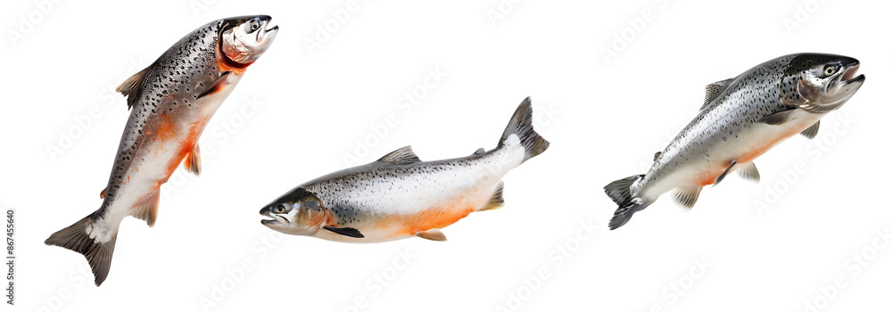 Three Fresh Salmon Fish Isolated on a White Background,Png Three Fresh Salmon Fish Isolated on a White Background,Png