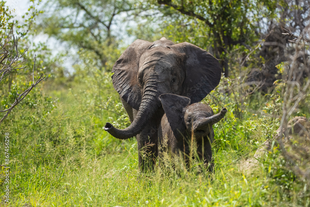 Obraz premium Elephants bathing, Kruger Park South Africa, Family of Elephants in Kruger national park, Elephants taking a bath in a water poolwith mud, eating green grass. African Elephants