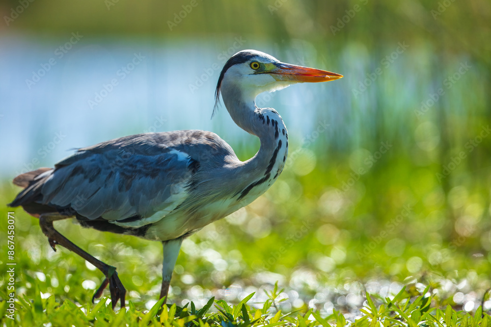 Grey heron standing in shallow water with a focused gaze, surrounded by reeds and a natural background Grey heron standing in shallow water with a focused gaze, surrounded by reeds and a natural background