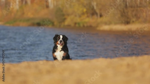 Amazing Cute Bernese Mountain Dog run to camera in slow motion. Dog sit on beach