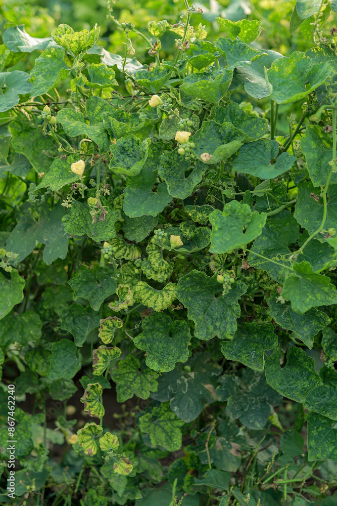 Sponge gourd Sponge gourd