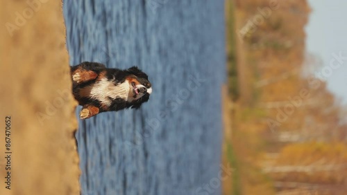 Amazing Cute Bernese Mountain Dog run to camera in slow motion. Dog sit on beach. Vertical video