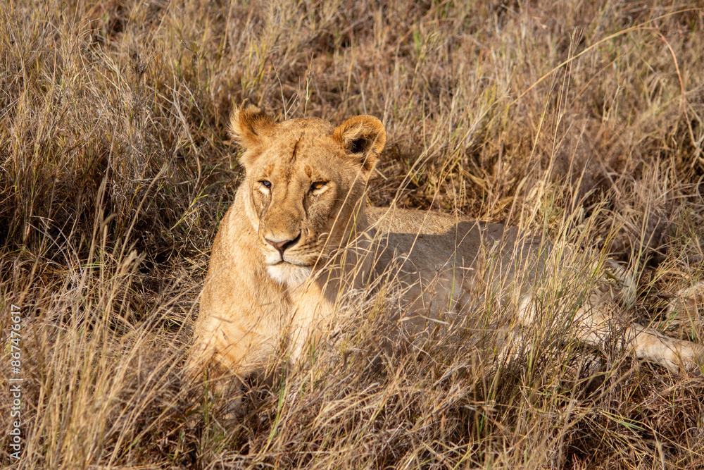 An African lioness resting, but alert lying down in the grass in the Serengeti, Tanzania An African lioness resting, but alert lying down in the grass in the Serengeti, Tanzania