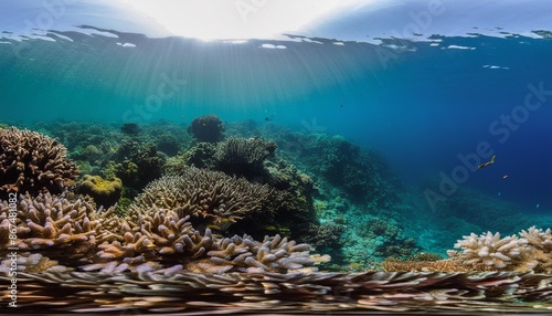 Vibrant coral reefs teeming with marine life. photo