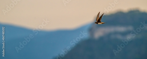 An alpine swift (Tachymarptis melba) flying in front of their habitat.