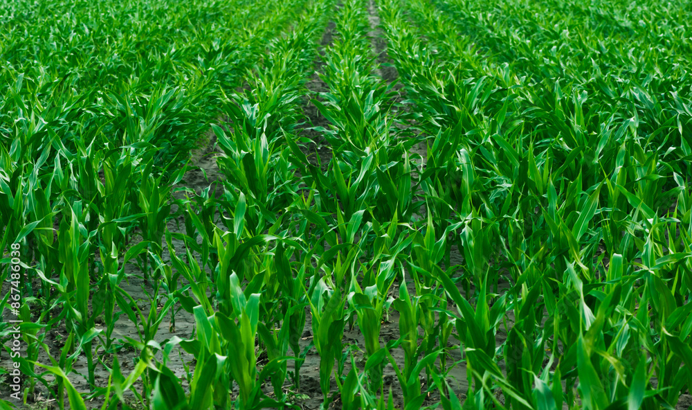 Fototapeta premium a large field with sprouted young corn, the cobs are not yet formed, the green leaves are fresh and juicy
