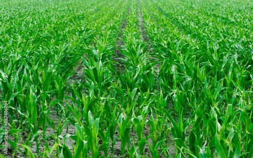 a large open field with sprouted young corn, the cobs are not yet formed, the green leaves are fresh and juicy