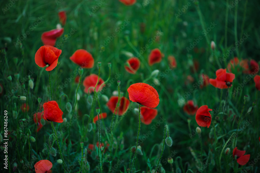 Obraz premium The vibrant red scarlet poppies with tender, flexible stems create a stunning visual contrast against the green grass, embodying the beauty of nature