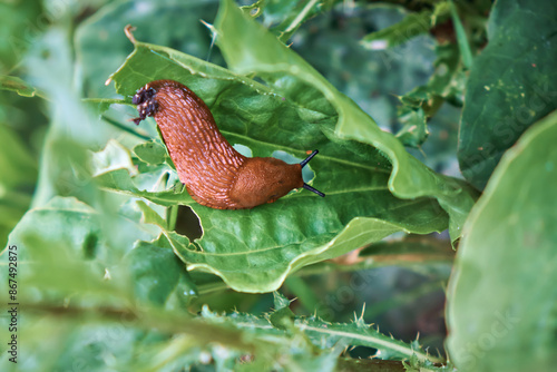A large red Spanish slug crawls on the grass. Invasive species and pests of garden and agricultural slugs. Up close