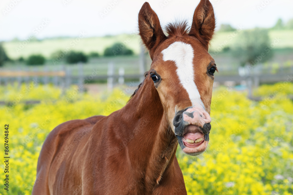 portrait of beautiful chestnut colt posing in meadow at freedom. cloudy day. close up portrait of beautiful chestnut colt posing in meadow at freedom. cloudy day. close up