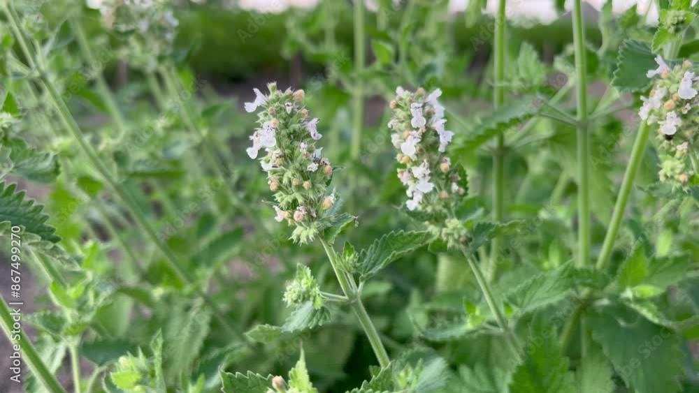 Blooming Melissa plant grows in the garden Blooming Melissa plant grows in the garden