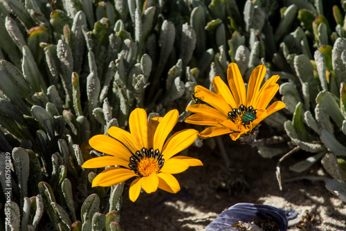 Two golden-yellow  Gazania Splendisima flowers, on the sandy beach of the coastal section of the Namaqua National Park, South Africa. photo