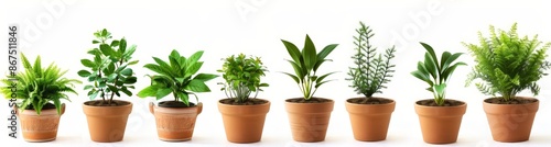 Wallpaper Mural Eco-Friendly Potted Plants: A Collection of Six Vibrant Houseplants, Each in a Terracotta Pot, Showcasing a Variety of Green Leaves and Stems, Perfect for Indoor Decor and Air Purification Torontodigital.ca