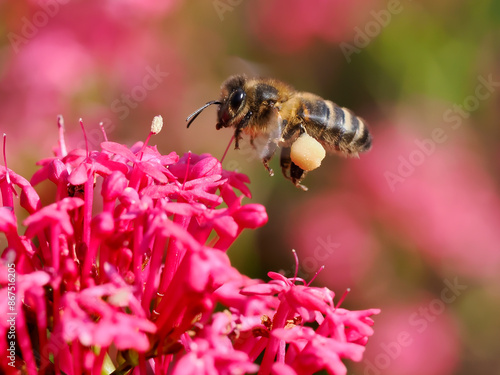 Macro of honey bee (Apis) in flight wiyt a pollen basket pollen on the leg above a red valerian flower