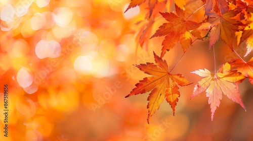 autumn leaves background