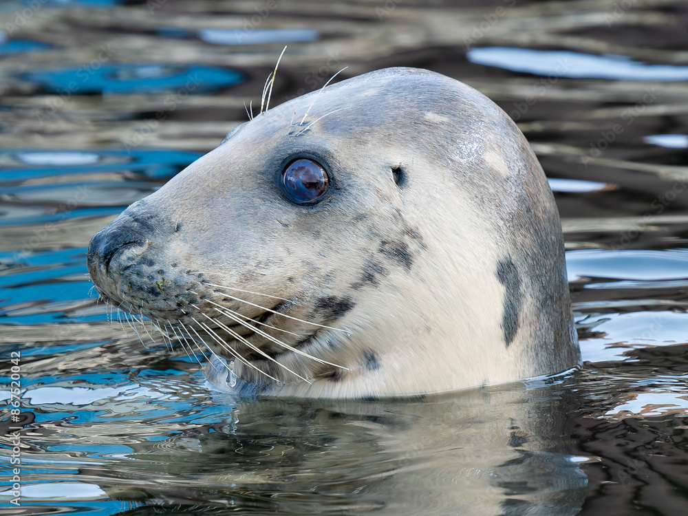 Fototapeta premium portrait of a gray seal on a blurred background