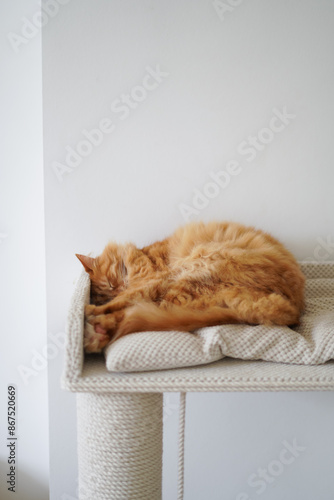 pet red fluffy cat sleeping on his seat at home